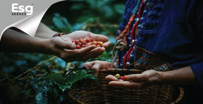 แสนสิริ ลงทุนตั้งต้น “ธุรกิจสังคมปลูกกาแฟ” เปลี่ยนชีวิตคนบนดอยยั่งยืน