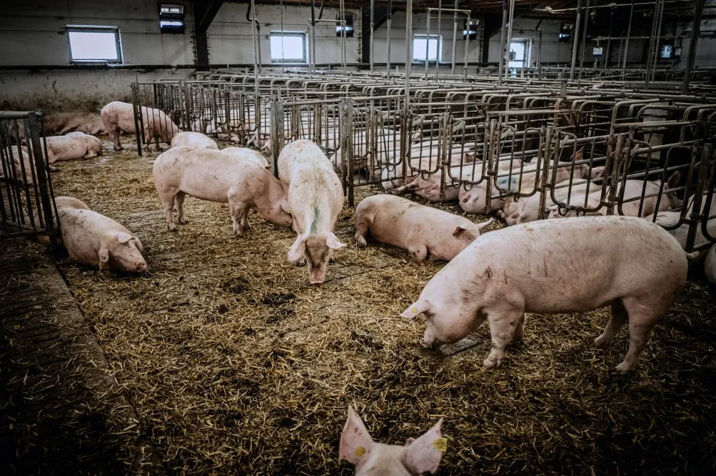 เจาะลึกโครงสร้างราคาหมูไทย-สหรัฐ พร้อมผลกระทบที่คนไทยต้องรู้