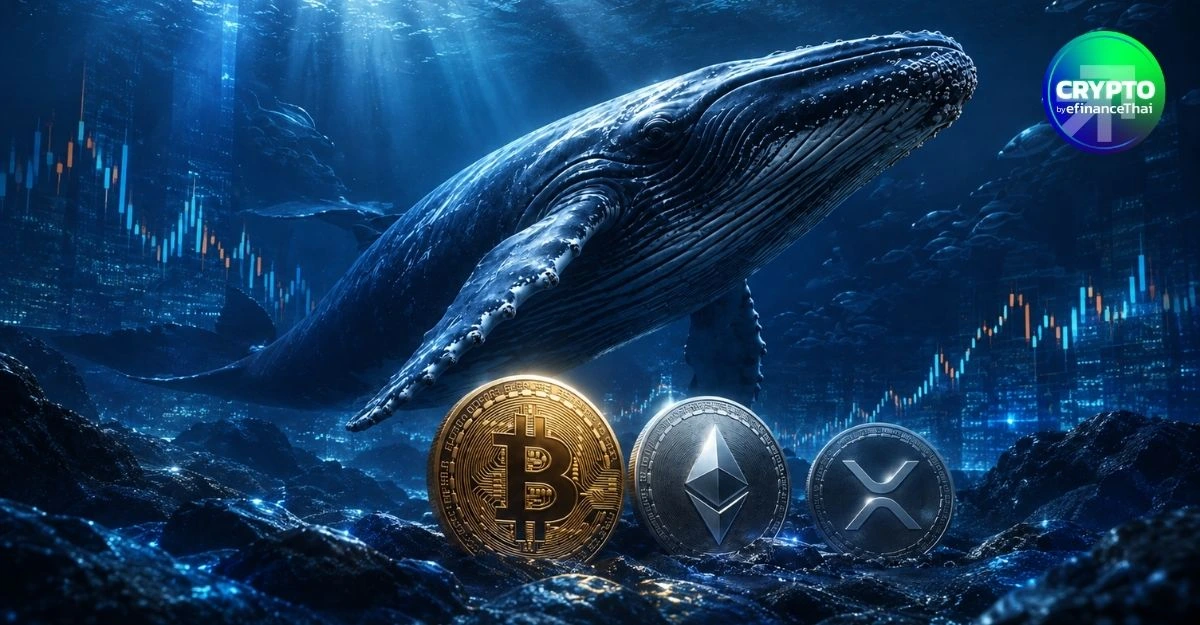 วาฬ Bitcoin–ETH–XRP เดินหน้าสะสม CryptoQuant ชี้ตลาดหมีอาจเข้าสู่ช่วงท้าย แต่ยังไม่ยืนยันจุดต่ำสุด